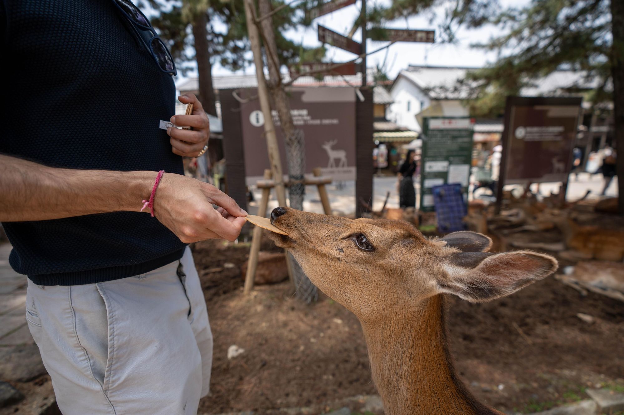 The Osaka Days & Nara