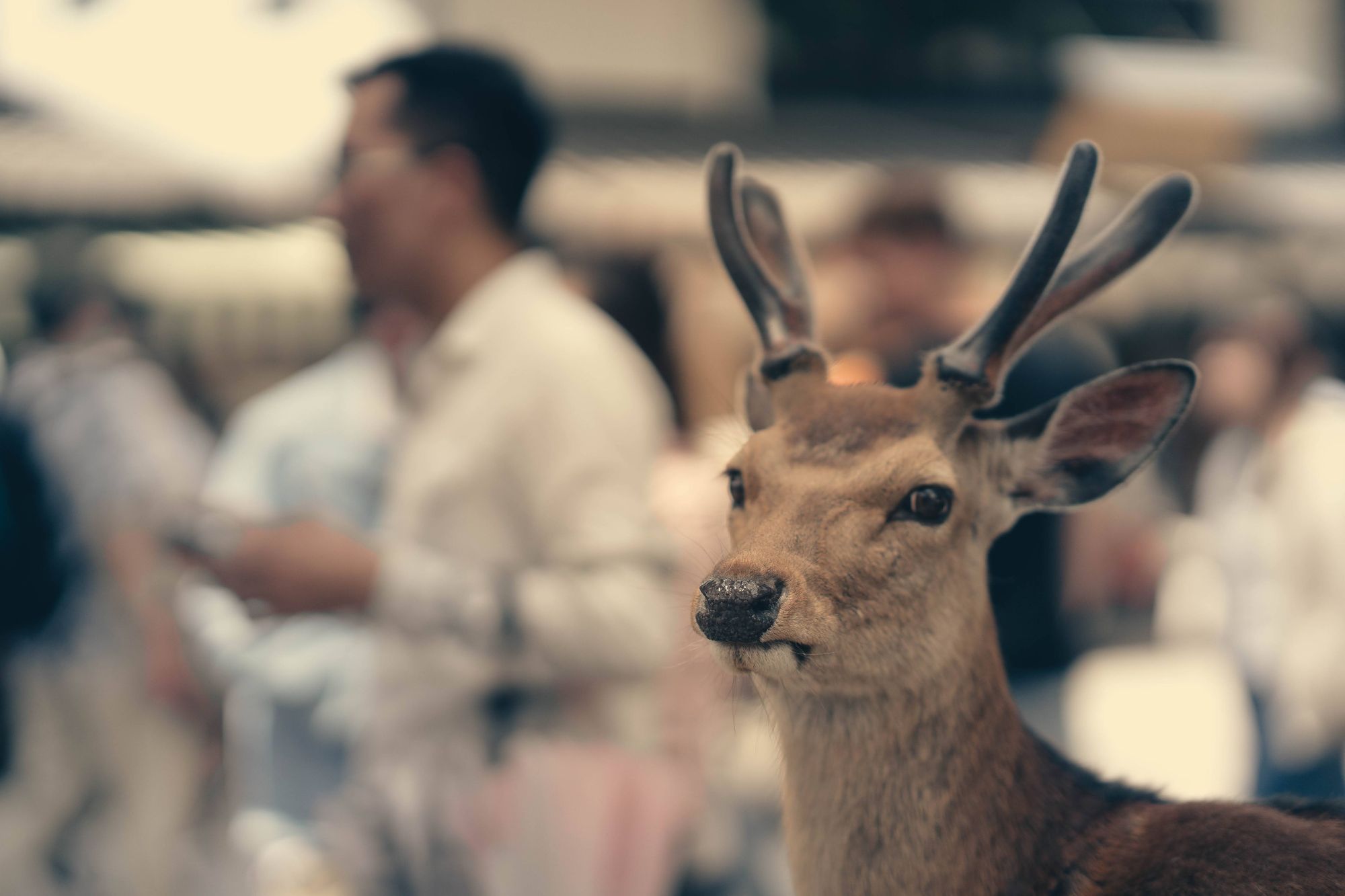 The Osaka Days & Nara